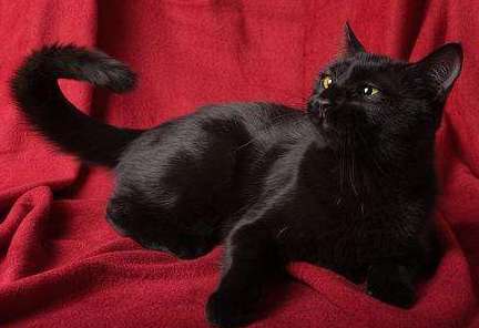 If you want to buy a purebred Bombay cat, please refer to this standard!