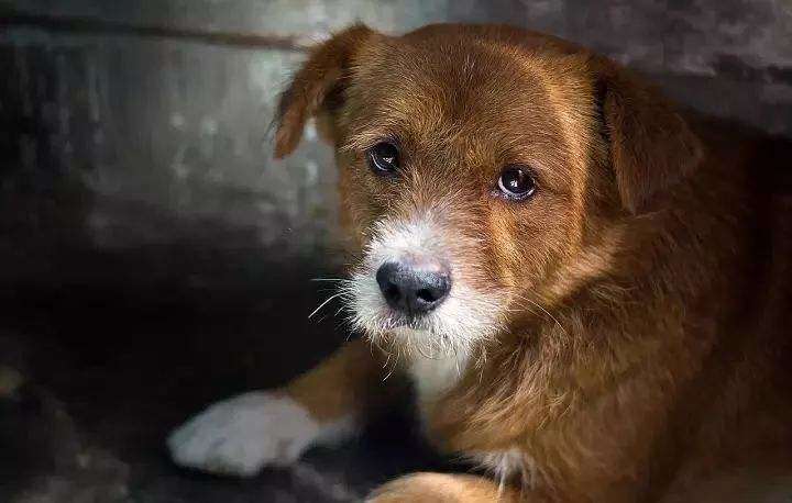 野良動物にもっと配慮を、すべての命は優しさをもって扱われるべきです、待ってください！」 title=