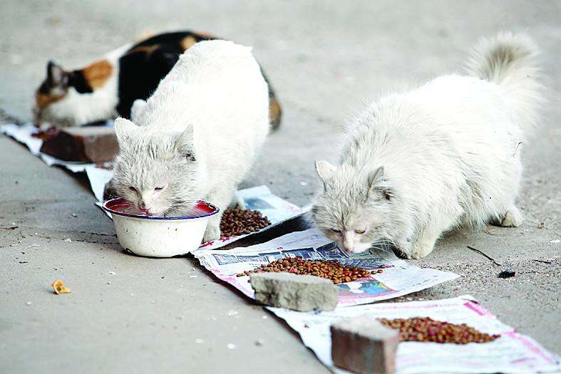 野良動物にもっと配慮を、すべての命は優しさをもって扱われるべきです！」 title=「野良動物をもっと大切に、すべての命を優しく扱うべきです！」 width=