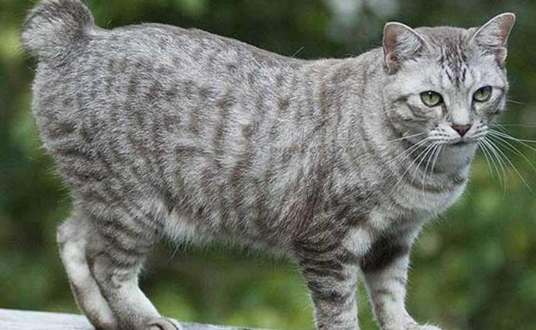 Want to buy an American Bobtail cat? Let’s take a look at the pit prevention manual first!