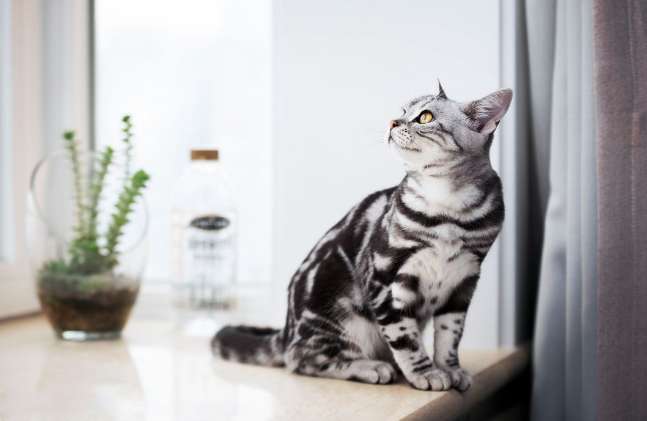 Comment choisir un chat American shorthair ? Ces 5 méthodes doivent être maîtrisées