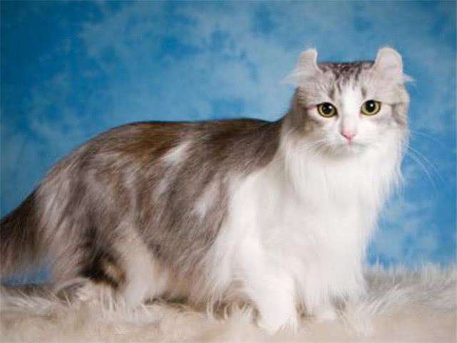 You must keep this beginner’s guide to buying American Curl Cats