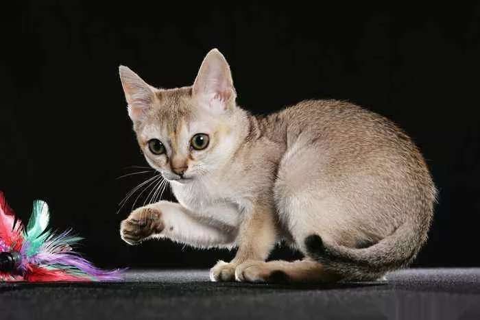 Guía de selección de gatos de Singapur, coleccionistas de caca, ¡ven a buscarla!