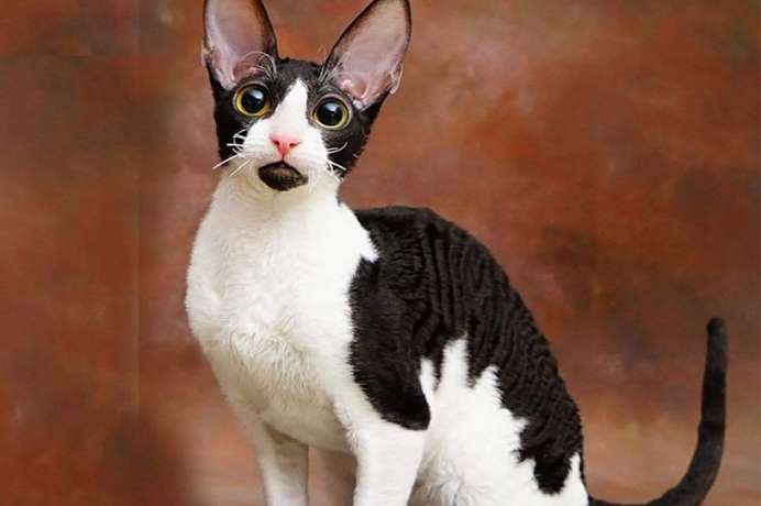 Teach you step by step how to buy a Cornish Rex cat, if you are interested Come and take a look