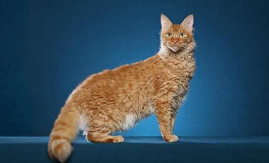 Si quieres hacerte un gato rizado con permanente, ¿sabes elegir uno?