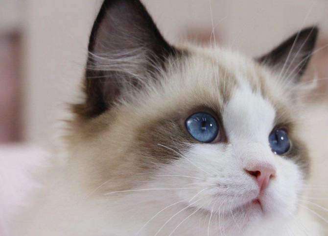 Ragdoll cat selection and pit prevention manual, please read in detail
