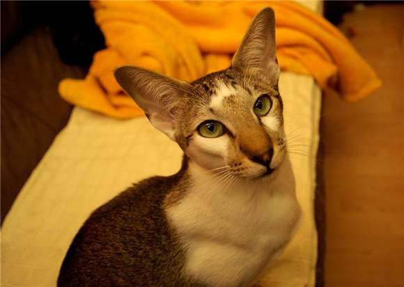 Want to buy an Oriental shorthair cat? This is what you need to know in advance