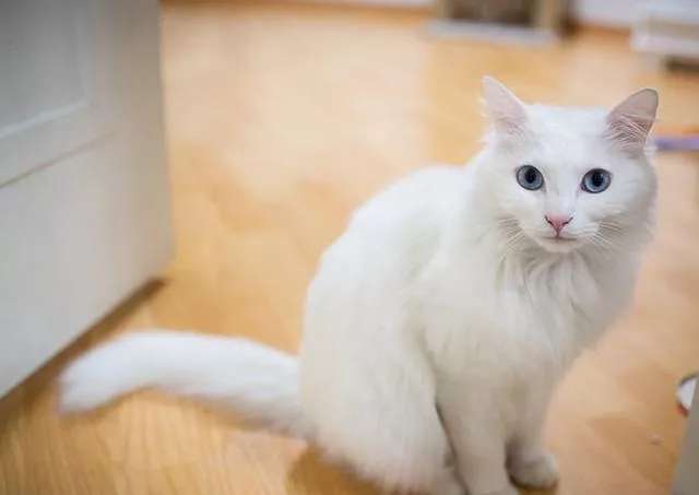 How to choose the ancient and noble Turkish Angora cat? Please note these requirements