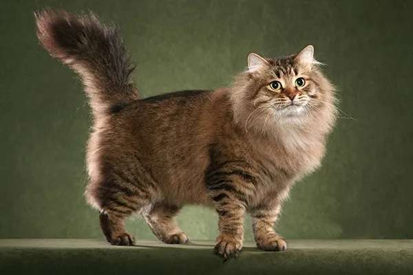 As a Siberian cat for a small heater in winter, are you sure you don’t want to take one home?