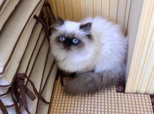 Himalayan cat selection tips, if you want to shovel poop, come and take a look