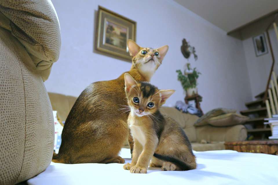 Master these methods of selecting Abyssinian cats to help you Don't be fooled again