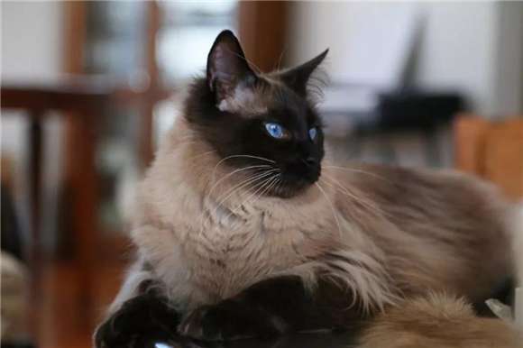 Secrets on Balinese cat selection, you must keep it