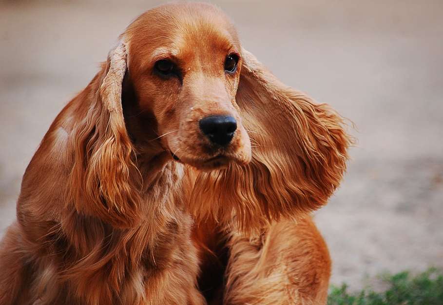 What are some tips for selecting American Cocker Spaniels? Start from these 4 aspects