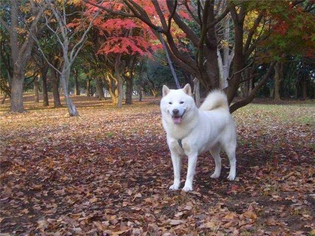 ポイントをマスターして、健康な北海道犬を簡単に選びましょう