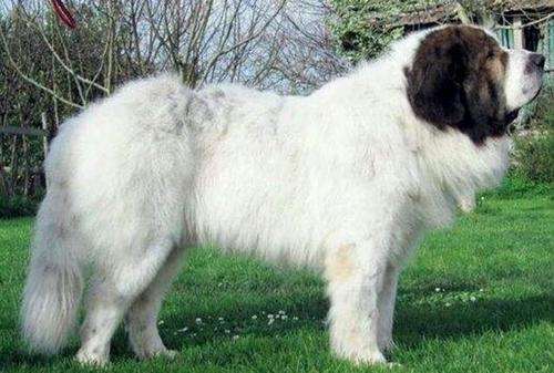 Want to get a Pyrenean Mastiff? Please keep this selection guide