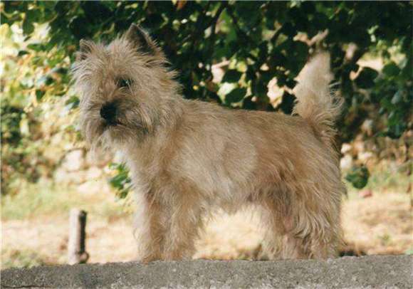 How to buy an Irish Canyon Terrier? You can use this knowledge 