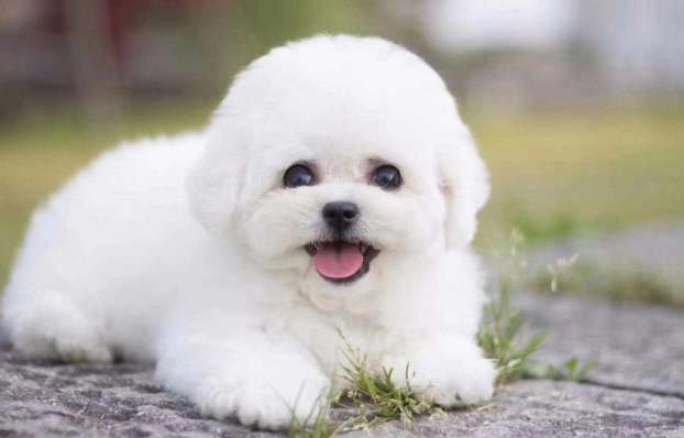 The adorable poodle Bichon Frize, you must want to own it!