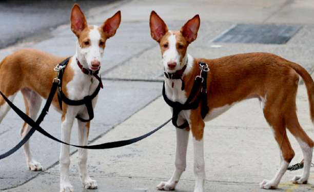 Looking to pick out the perfect Ibizan Hound? Please accept this formula!