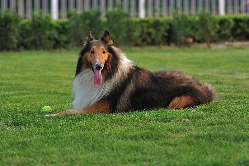 Have you learned the correct posture for choosing a Collie?