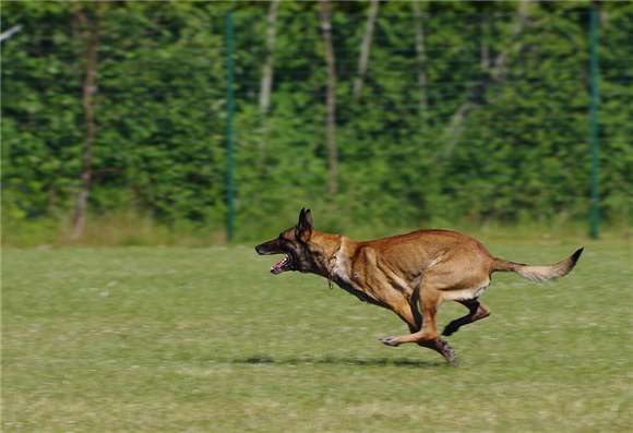 How to choose the right Belgian Malinois? Teach you this knowledge