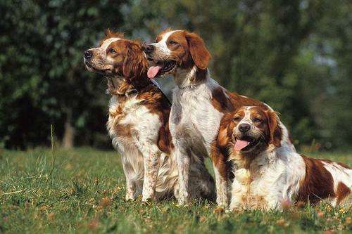 Have you got these tips for selecting Brittany dogs? ?