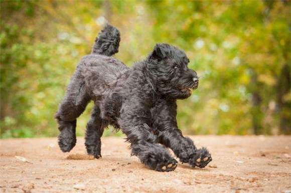 How to choose a black Russian Terrier? Please observe these morphological characteristics carefully