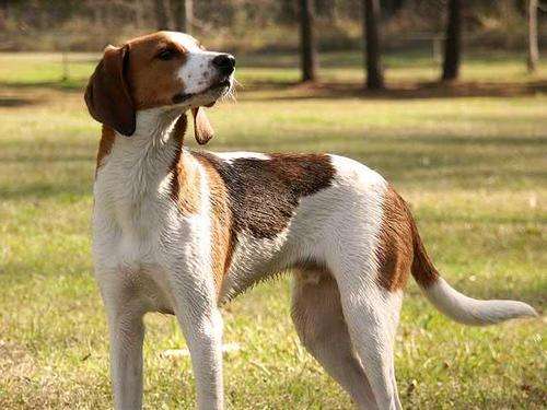 Selection Guide for Grove Coon Hounds, save it now