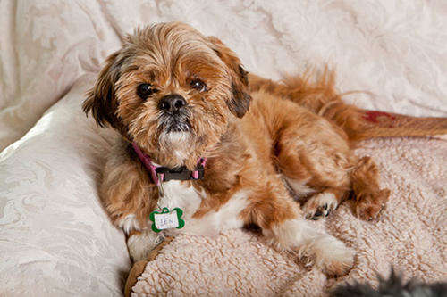 What should you pay attention to when choosing a Brussels Griffon? This article tells you