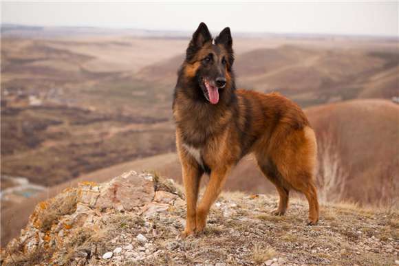 How to choose a Belgian Tervodane? Pedestrians generally look at these points