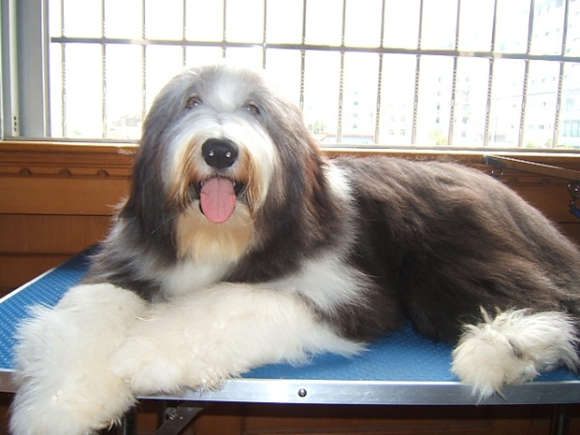 When choosing a bearded Collie, you need to master these requirements 