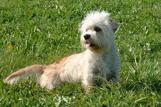 Tips for purchasing short-legged and long-bodied terriers, Have you got it?