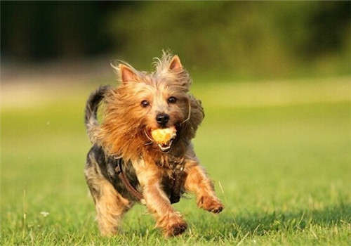 If you want to raise a cute small dog, you might as well look at Australia Terrier