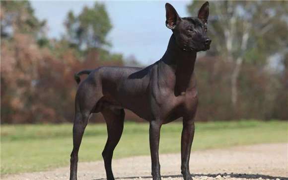 I want to buy a Mexican hairless dog, but I don’t know these important information.