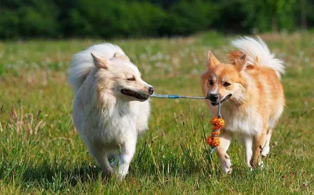 Icelandic Sheepdog Buying Guide, Worth Your Collection