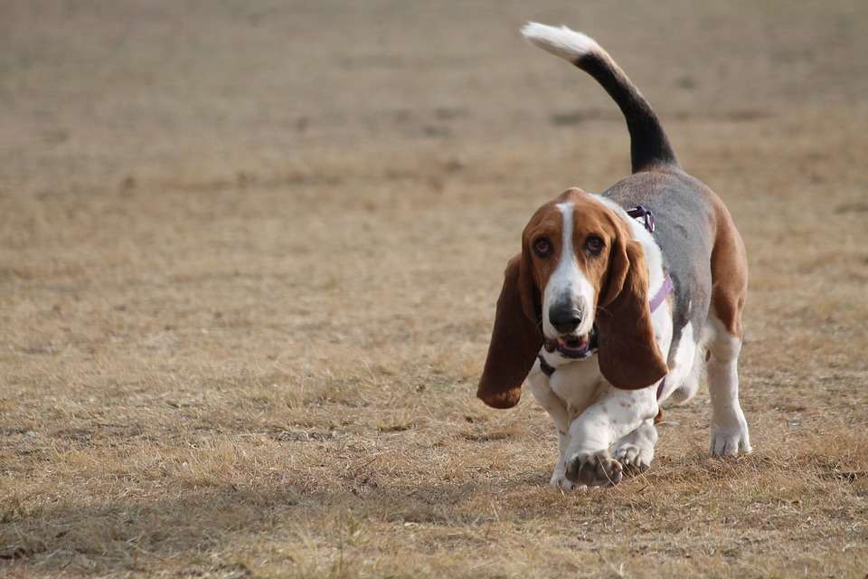 Pet Raising Guide: Come and see how experienced drivers choose Basset dogs!