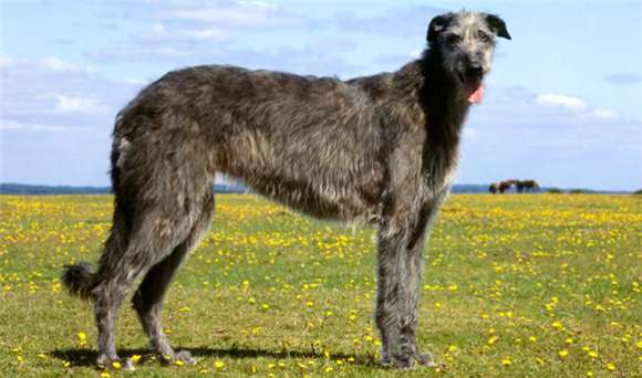 How to choose ideal Scotland deerhound? This piece the article lets you be far from be deceived
