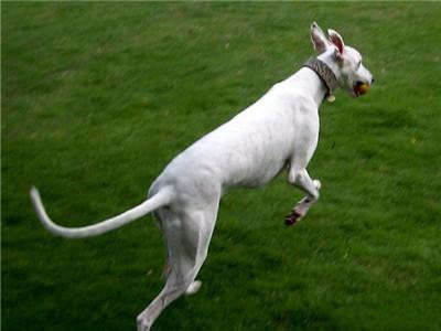 When picking campstool Er dog, a few still want to notice besides big long leg