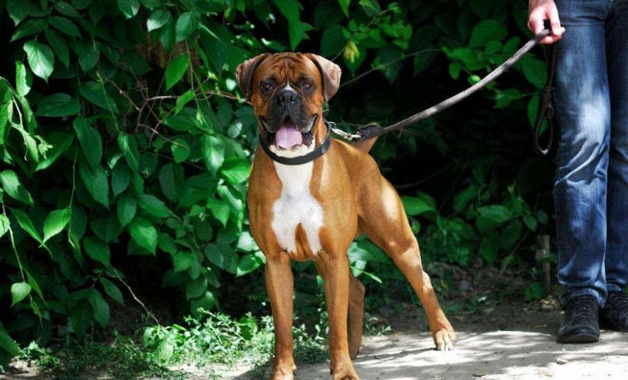How to pick dog of a boxer? Basically see these a few sides