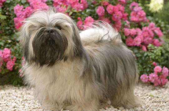 The official that shovel excrement looks! How much do you know about the skill of choose and buy of Lhasa dog?