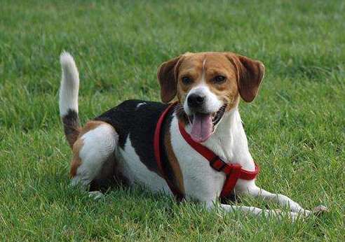 The guideline of choose and buy of British hunting dog, will quickly collect!