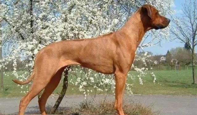 How to choose Luo Dexi inferior back dog, guideline of this choose and buy is worth to collect