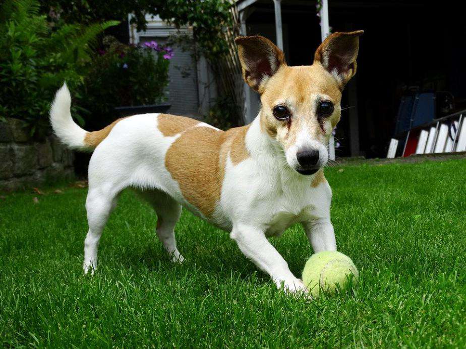 要素の茎は映画スターの犬である Jiekeluo を返します、一緒にそれを発行することを理解します