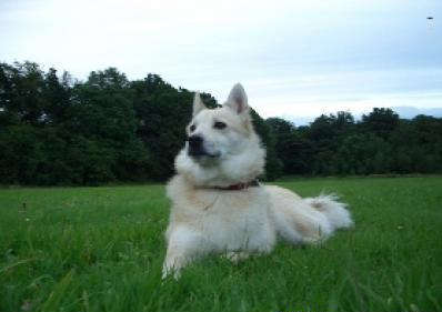 The Norwegian sheperd dog of expert in one thing and good at many, do you know how to be chosen?