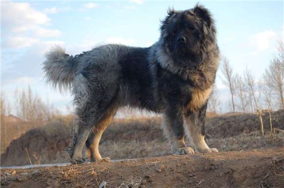 Lofty power fierce Caucasian dog grows so such, be worthy of really is boreal Europe gigantic animal
