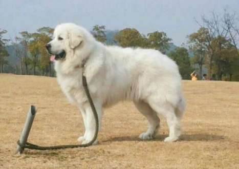 Do not know the configuration feature of dog of big polar bear and disposition characteristic, see this!