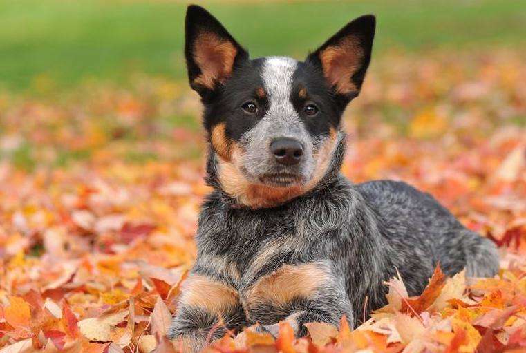 Antes de criar un bulldog australiano de manada, es necesario comprender estos