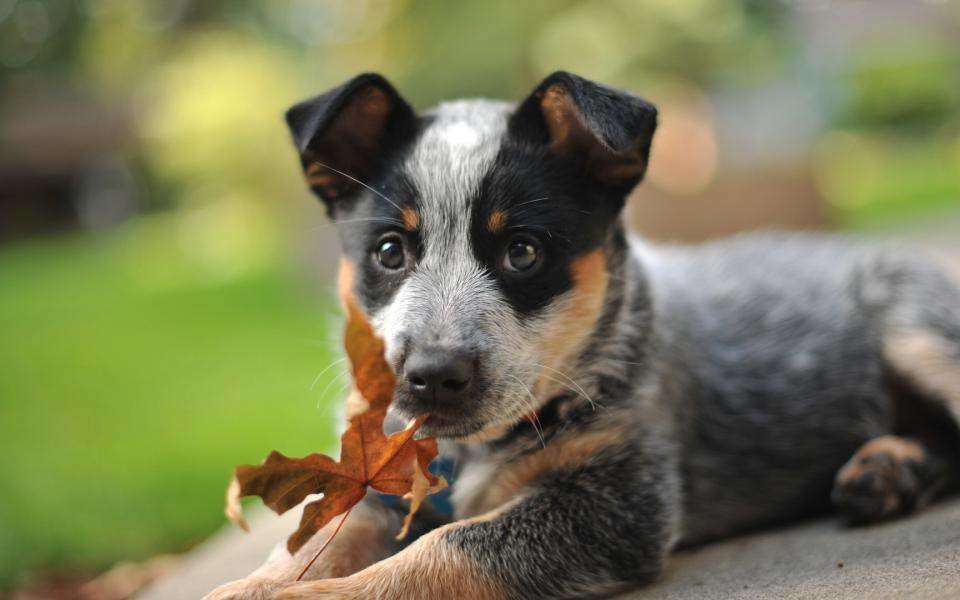 ¿Cómo se cría el bulldog australiano de manada? Esta guía aprende primero de los buenos ejemplos.