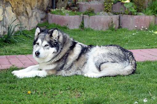 En plus la tête est grosse, le chien de traîneau de l'Alaska a toujours ces caractéristiques !