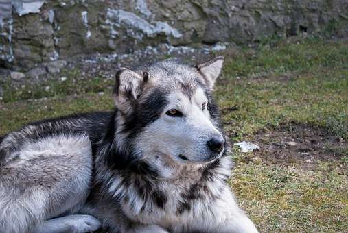 Vous ne voulez pas créer de gros ennuis, autant le guide de dressage qui observe les chiens de ce traîneau d'Alaska !