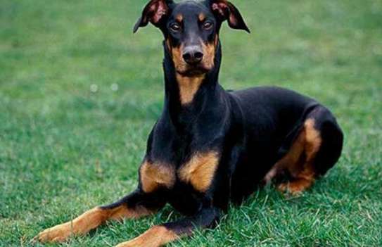 ¿Cómo entrenar al perro Du Bin para que no muerda a una persona? Los funcionarios que palean excrementos vienen con esta mirada.